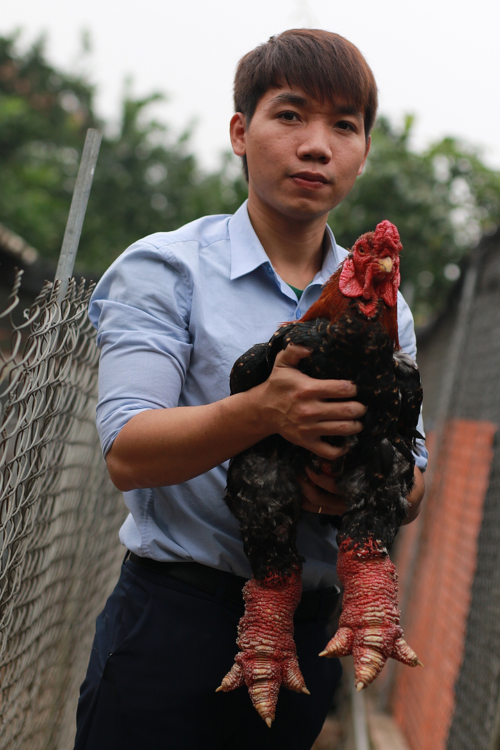 Gà Đông Tảo được ăn thịt bò, rửa chân nước chè, giá đắt như vàng - 1