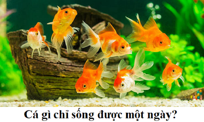 Đố mẹo: Cá gì chỉ sống được 1 ngày? - 1