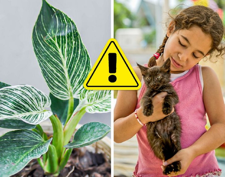 10 loại cây cảnh gây nguy hiểm nếu được trồng trong nhà - 4
