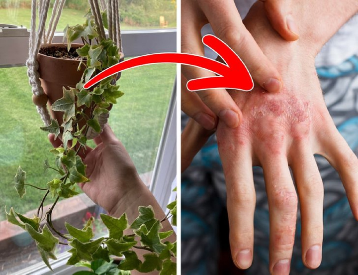 10 loại cây cảnh gây nguy hiểm nếu được trồng trong nhà - 7