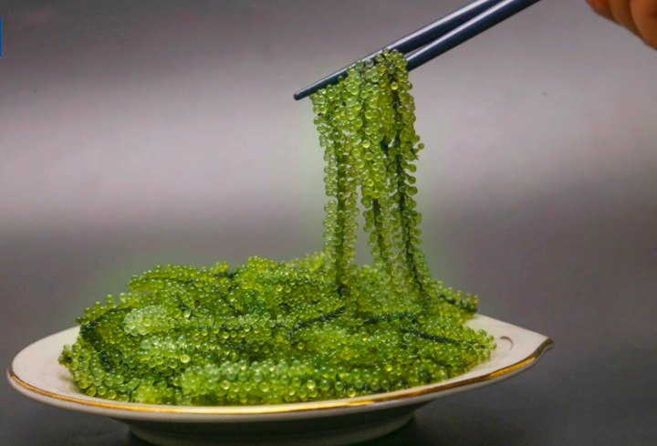 Nghề nuôi trồng rong nho ở Khánh Hòa: Ý tưởng tuyệt vời cho các HTX ven biển - 3