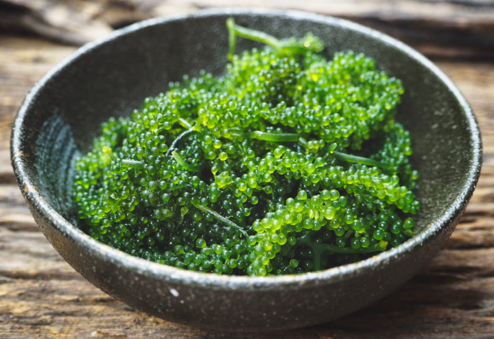 Nghề nuôi trồng rong nho ở Khánh Hòa: Ý tưởng tuyệt vời cho các HTX ven biển - 2