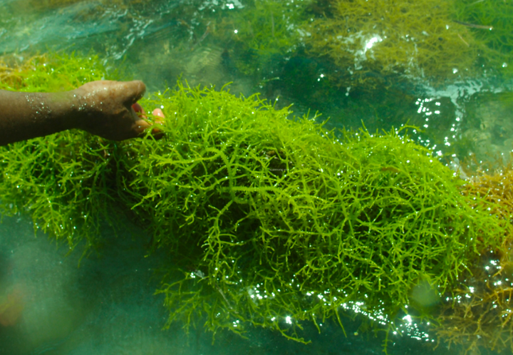 Nghề nuôi trồng rong nho ở Khánh Hòa: Ý tưởng tuyệt vời cho các HTX ven biển - 1