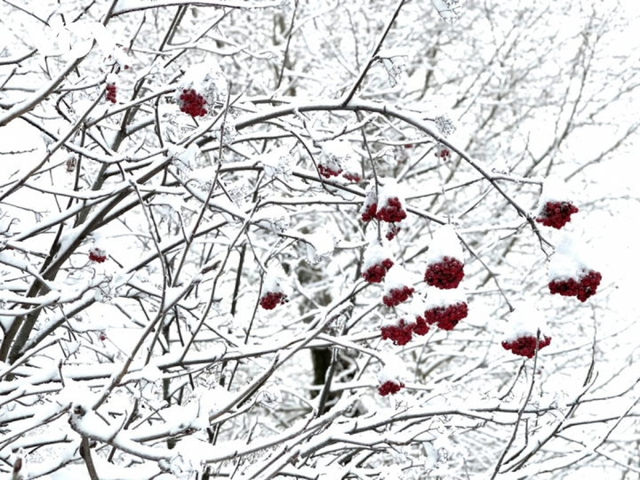 Cảnh diễm lệ của mùa đông nước Nga: Moskva khoác áo choàng tuyết - 3