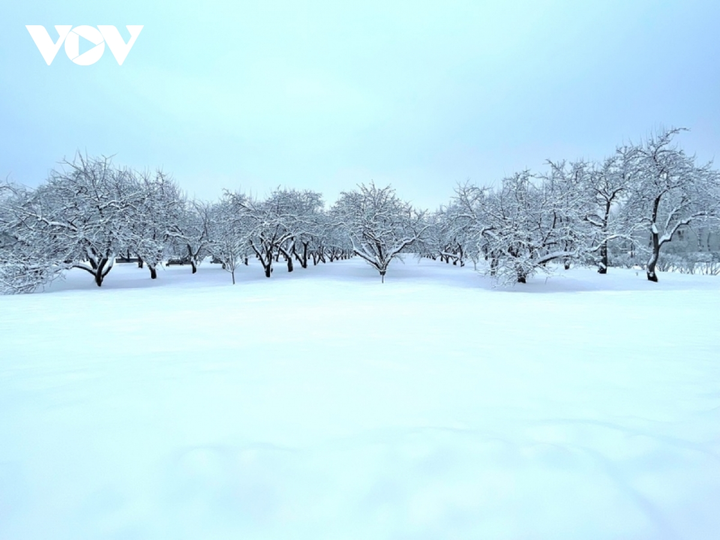 Cảnh diễm lệ của mùa đông nước Nga: Moskva khoác áo choàng tuyết - 4