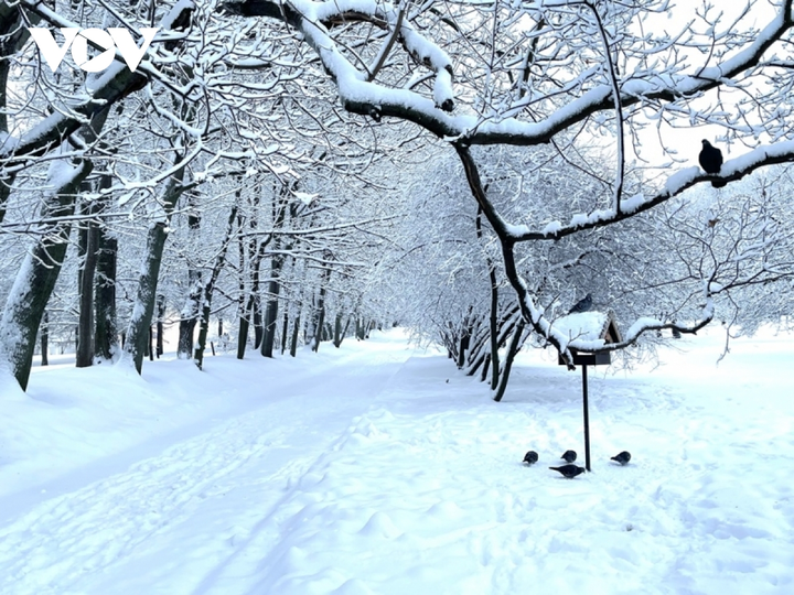 Cảnh diễm lệ của mùa đông nước Nga: Moskva khoác áo choàng tuyết - 6