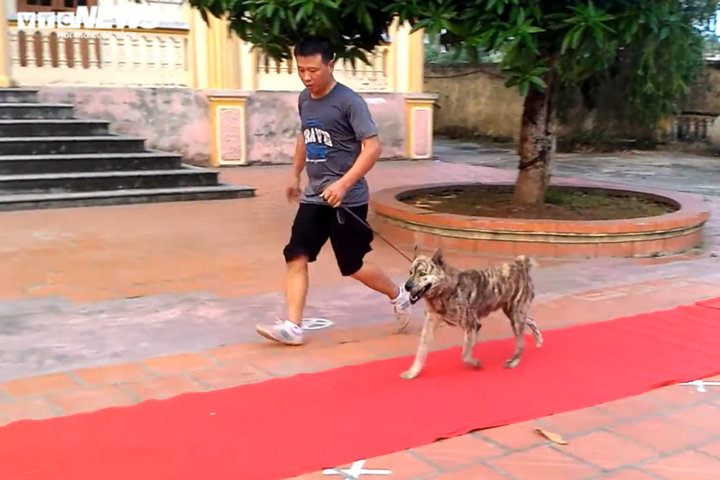 Khuyển vương Mông cộc và câu chuyện soán ngôi chó Phú Quốc - 2