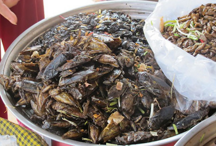 Ninh Bình có món nhậu trông giống hệt gián nhìn phát sợ, hóa ra lại là đặc sản - 5