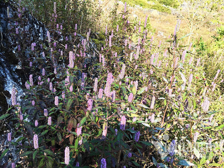 Đặc sản cao nguyên đá: Mỗi năm một lần chờ hoa nở, thu hàng trăm tỷ đồng - 1