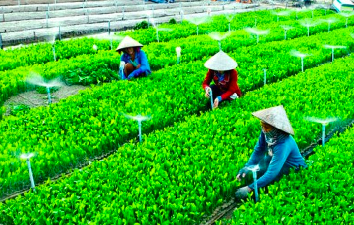 Luật Hợp tác xã năm 2012: Những ý kiến góp ý sửa đổi tâm huyết từ địa phương - 2