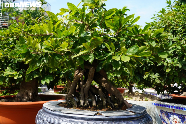 Nhiều nhà vườn làng mai Thủ Đức dự tính không thuê điểm bán, đẩy mạnh bán online - 6