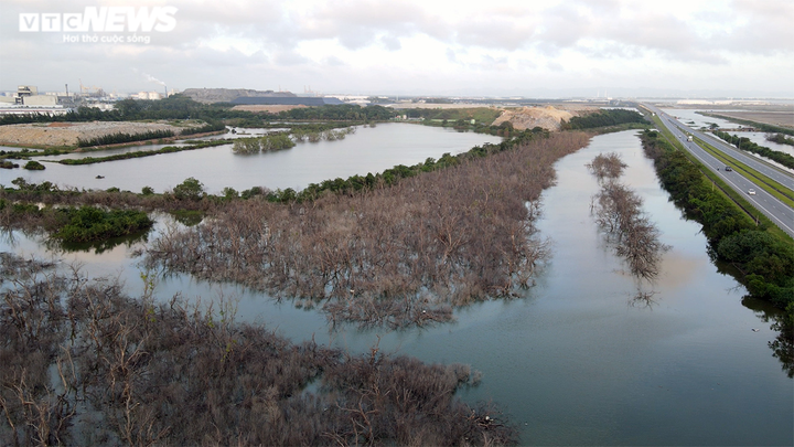 Rừng phòng hộ đang xanh tốt bỗng chết khô ở Hải Phòng: Ai chịu trách nhiệm? - 2