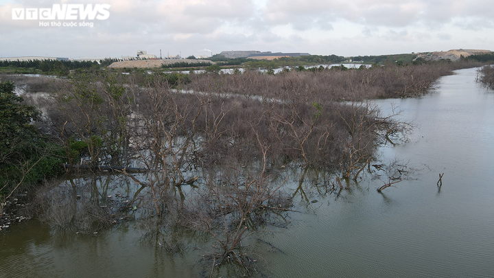 Cận cảnh cánh rừng phòng hộ ‘chết oan’ ở Hải Phòng - 17