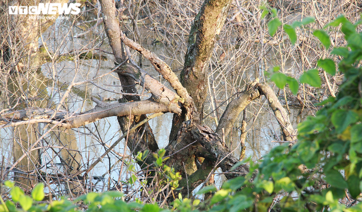 Rừng phòng hộ đang xanh tốt bỗng chết khô ở Hải Phòng: Ai chịu trách nhiệm? - 3