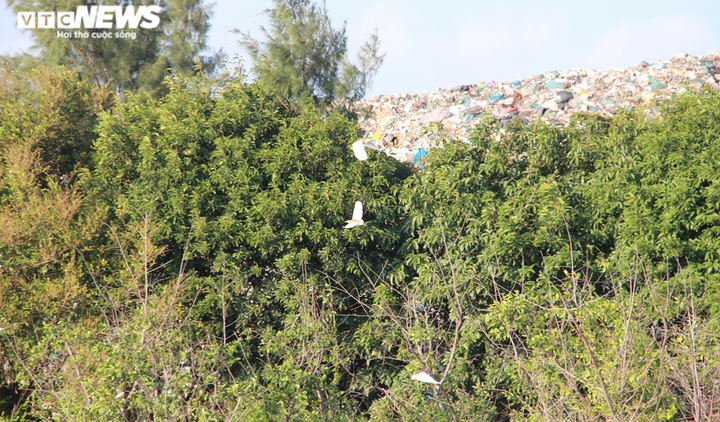 Cận cảnh cánh rừng phòng hộ ‘chết oan’ ở Hải Phòng - 11