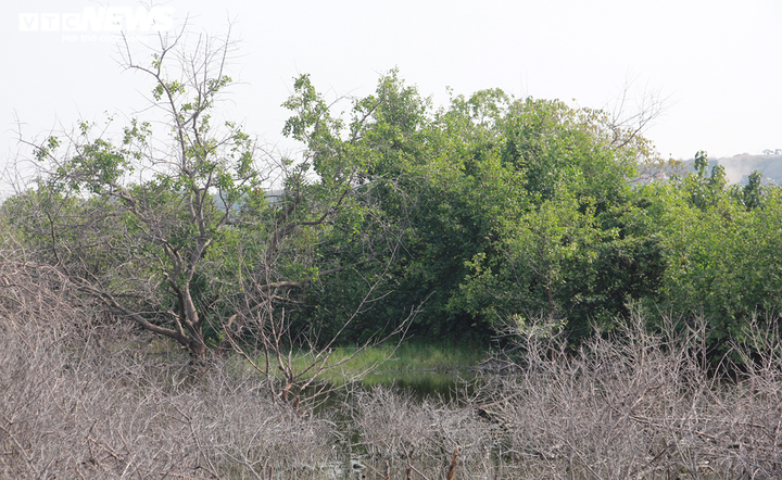 Cận cảnh cánh rừng phòng hộ ‘chết oan’ ở Hải Phòng - 12