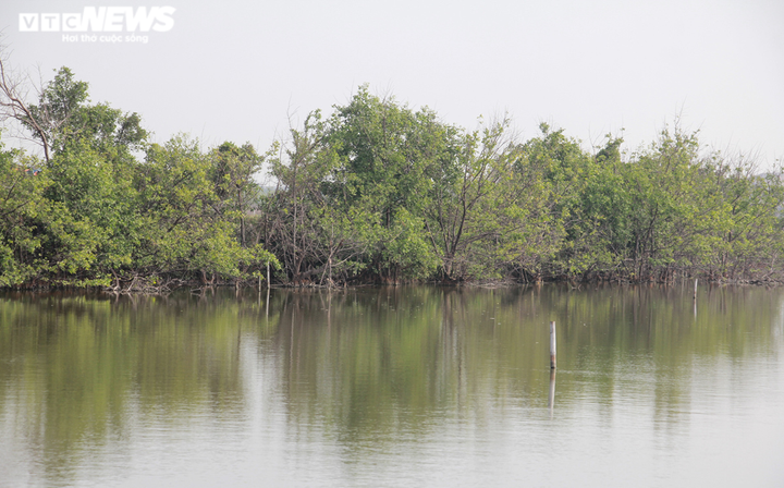 Cận cảnh cánh rừng phòng hộ ‘chết oan’ ở Hải Phòng - 13