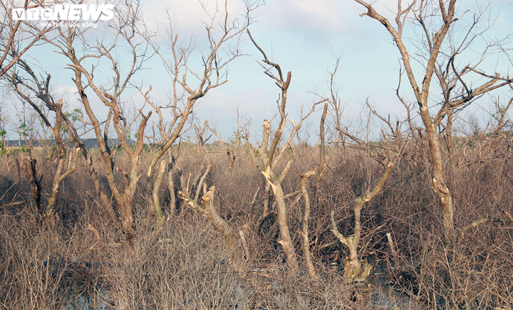 Vì sao cánh rừng phòng hộ ở Hải Phòng đang xanh tốt bỗng chết khô? - 3