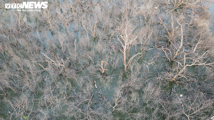 Vì sao cánh rừng phòng hộ ở Hải Phòng đang xanh tốt bỗng chết khô? - 4