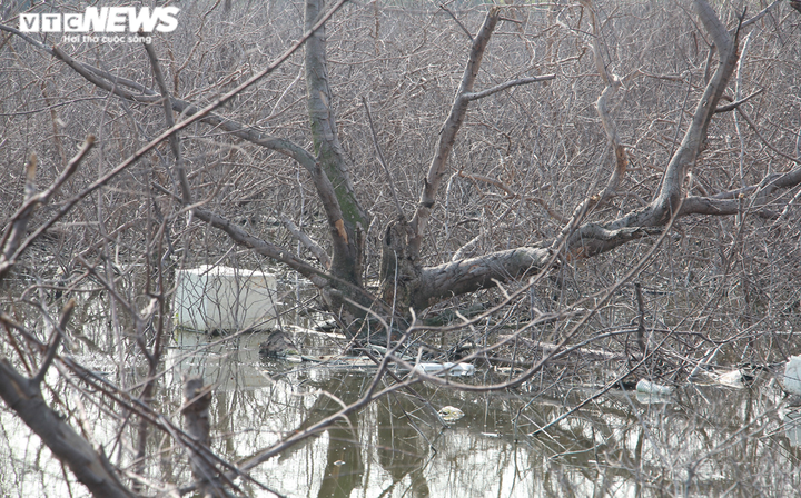 Cận cảnh cánh rừng phòng hộ ‘chết oan’ ở Hải Phòng - 6
