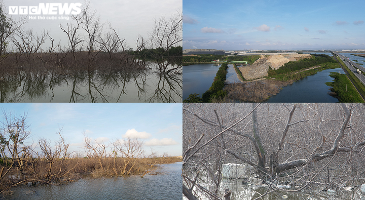 Rừng phòng hộ đang xanh tốt bỗng chết khô ở Hải Phòng: Ai chịu trách nhiệm? - 1