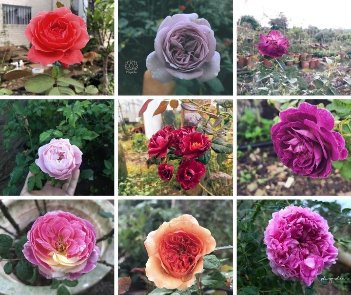 9X từng bóc mít thuê trở thành chủ vườn hồng 'đẹp như cổ tích' ở tuổi 26 - 9