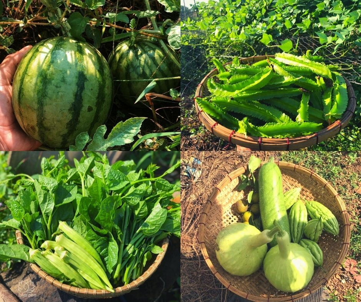 9X từng bóc mít thuê trở thành chủ vườn hồng 'đẹp như cổ tích' ở tuổi 26 - 12