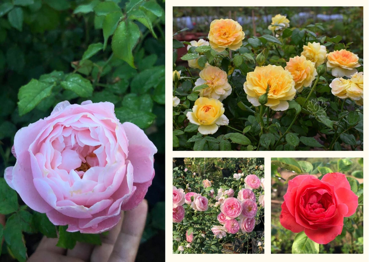 9X từng bóc mít thuê trở thành chủ vườn hồng 'đẹp như cổ tích' ở tuổi 26 - 4