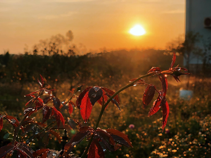 9X từng bóc mít thuê trở thành chủ vườn hồng 'đẹp như cổ tích' ở tuổi 26 - 3