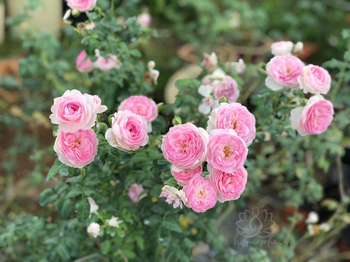 9X từng bóc mít thuê trở thành chủ vườn hồng 'đẹp như cổ tích' ở tuổi 26 - 6