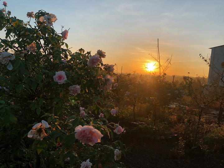 9X từng bóc mít thuê trở thành chủ vườn hồng 'đẹp như cổ tích' ở tuổi 26 - 7