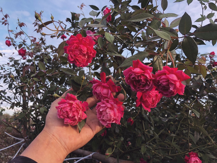 9X từng bóc mít thuê trở thành chủ vườn hồng 'đẹp như cổ tích' ở tuổi 26 - 5