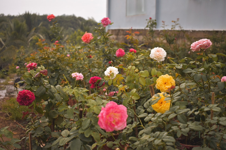 9X từng bóc mít thuê trở thành chủ vườn hồng 'đẹp như cổ tích' ở tuổi 26 - 10