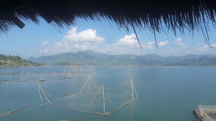 HTX thủy sản Sông Đà: Tiềm năng, lợi thế phát triển của nghề nuôi cá lồng sạch - 1