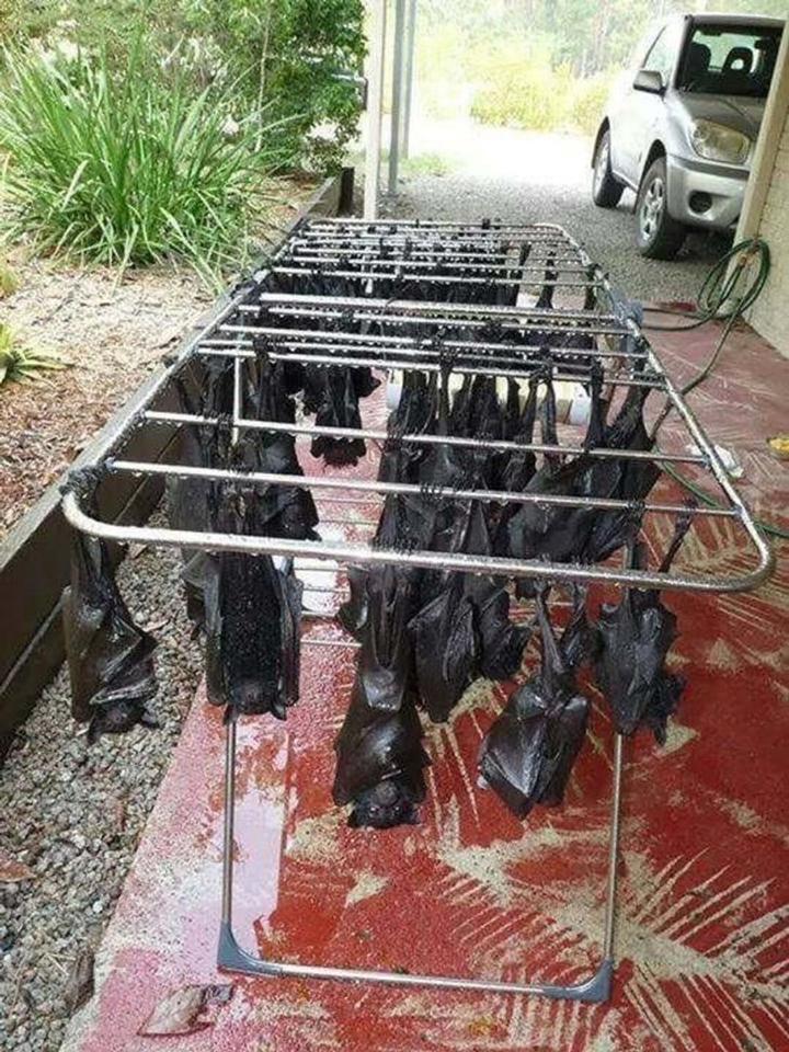 Tầm 'IQ vô cực' cũng khó mà hiểu được những khoảnh khắc lạ đời hiếm thấy này - 9