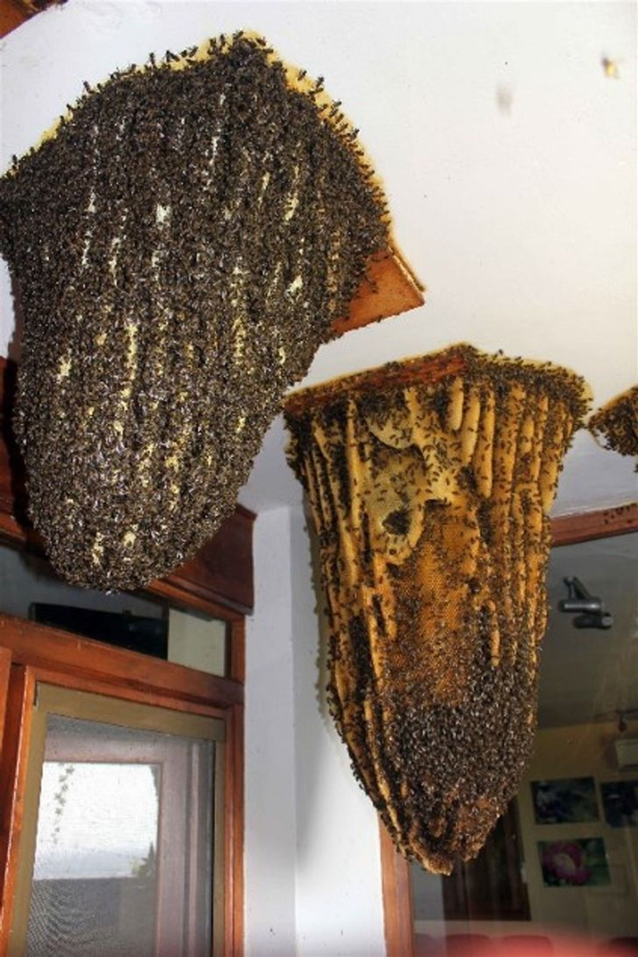 Tầm 'IQ vô cực' cũng khó mà hiểu được những khoảnh khắc lạ đời hiếm thấy này - 2