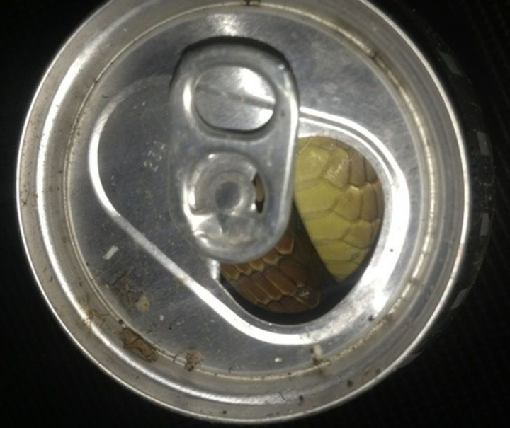 Tầm 'IQ vô cực' cũng khó mà hiểu được những khoảnh khắc lạ đời hiếm thấy này - 4