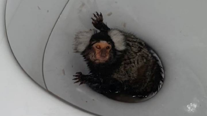 Bắt khỉ hít ma túy và hành hạ tàn ác, một phụ nữ bị phạt tù - 1