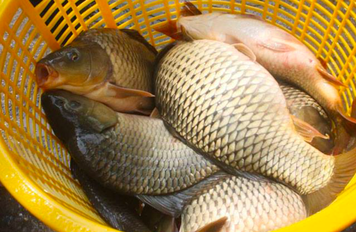 HTX thủy sản Sông Đà: Tiềm năng, lợi thế phát triển của nghề nuôi cá lồng sạch - 2