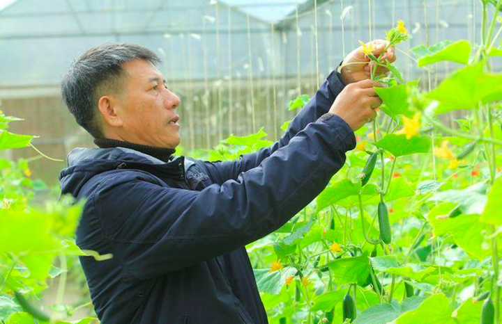 Đà Lạt: Vùng đất 'lành' cho kinh tế tập thể phát triển nông nghiệp công nghệ cao - 2