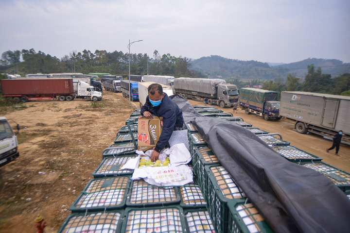 Nông sản hỏng, nhiều xe phải quay đầu, cửa khẩu ở Lạng Sơn giảm ùn tắc - 3