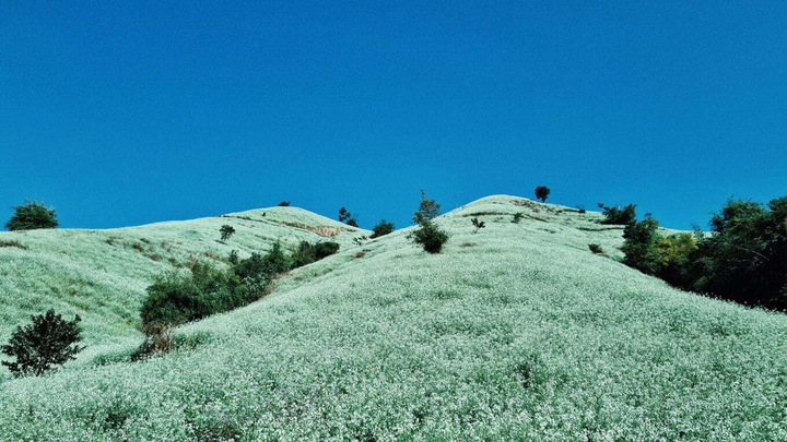 Phát hiện một ngọn đồi nở đầy hoa cải trắng siêu thơ mộng ở thiên đường Mộc Châu - 7