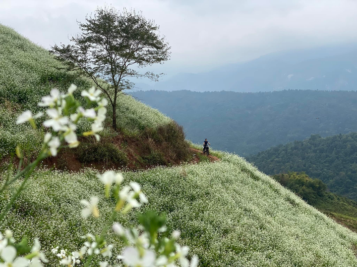 Phát hiện một ngọn đồi nở đầy hoa cải trắng siêu thơ mộng ở thiên đường Mộc Châu - 11