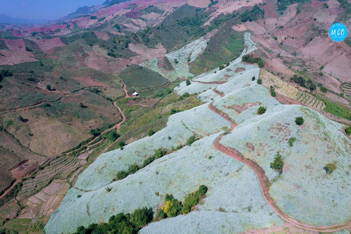 Phát hiện một ngọn đồi nở đầy hoa cải trắng siêu thơ mộng ở thiên đường Mộc Châu - 2
