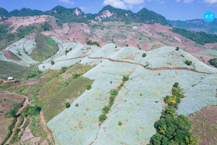 Phát hiện một ngọn đồi nở đầy hoa cải trắng siêu thơ mộng ở thiên đường Mộc Châu - 1