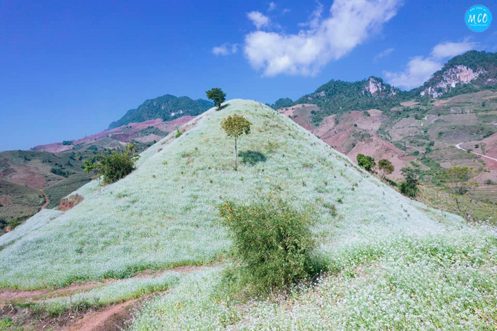 Phát hiện một ngọn đồi nở đầy hoa cải trắng siêu thơ mộng ở thiên đường Mộc Châu - 8