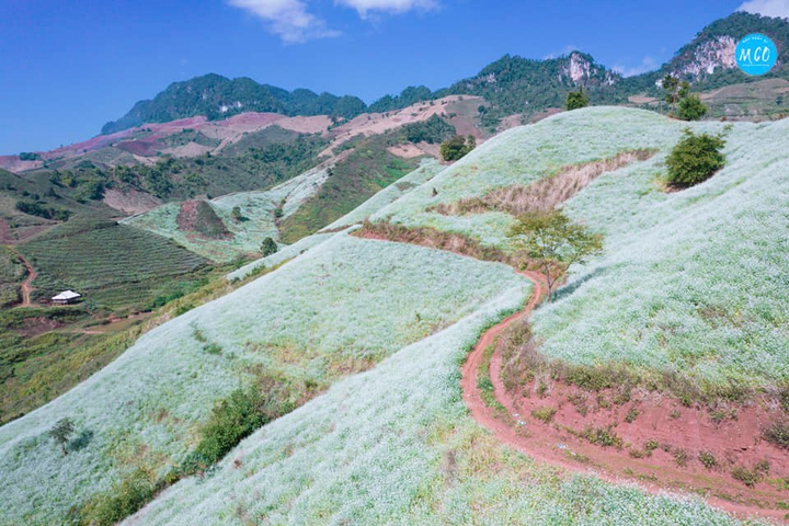 Phát hiện một ngọn đồi nở đầy hoa cải trắng siêu thơ mộng ở thiên đường Mộc Châu - 9