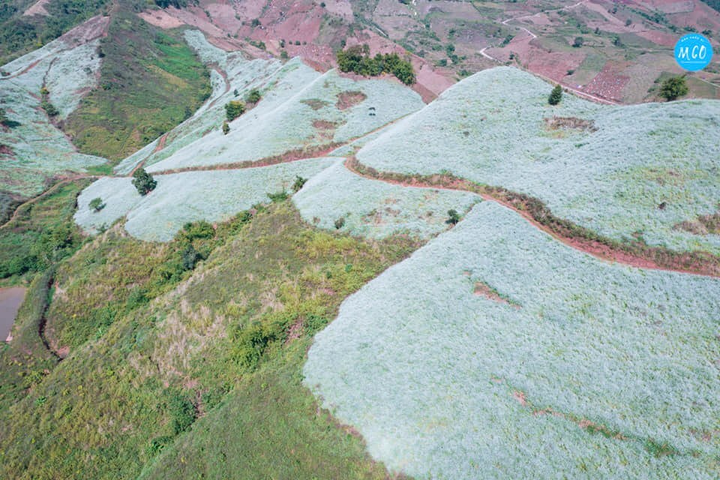 Phát hiện một ngọn đồi nở đầy hoa cải trắng siêu thơ mộng ở thiên đường Mộc Châu - 3