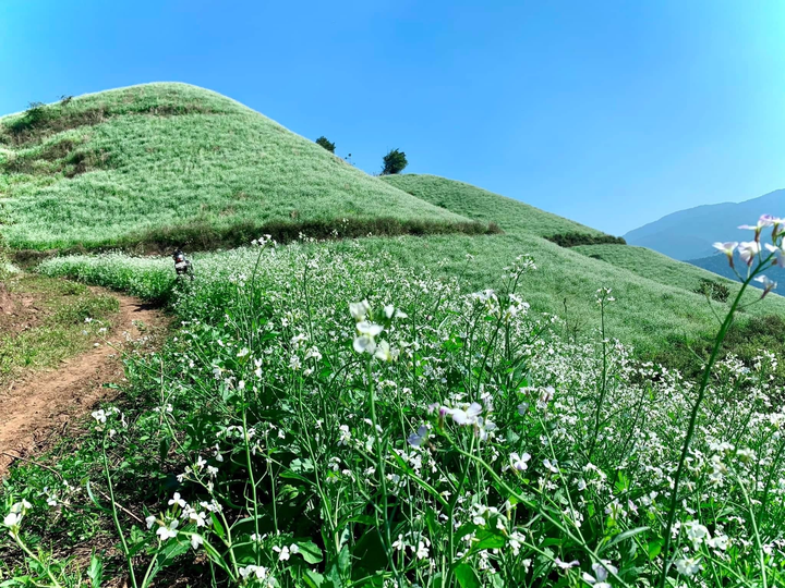 Phát hiện một ngọn đồi nở đầy hoa cải trắng siêu thơ mộng ở thiên đường Mộc Châu - 5
