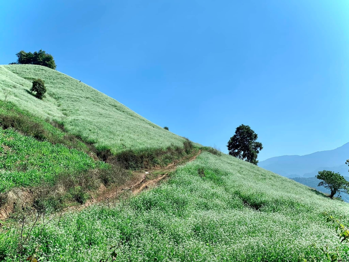 Phát hiện một ngọn đồi nở đầy hoa cải trắng siêu thơ mộng ở thiên đường Mộc Châu - 6